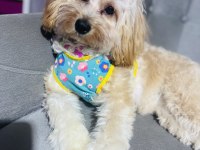 Terrier malta