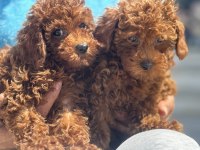 Show kalite redbrown toy poodle yavrularımız