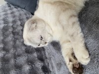 Scottish Fold Kedisi