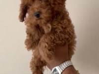 4 Aylık Dişi Kıvır Kıvır Bir Poodle Kız