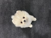 3 Aylık Dişi Neşe Kaynağınız Olacak Pomeranian Boo