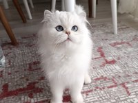 British longhair kedim yeni yuvasını arıyor