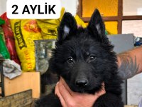 Solid black siyah alman çoban köpeği üst düzey bir yavru