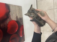 Tekir kedi Ankara