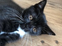 İran ve British Shorthair kurması güzeller güzeli yavru