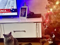 British shorthair kedisi