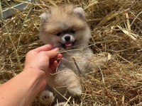 Gülen Yüz Orange Pomeranian Boo