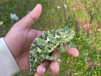 Evcil Yavru Elde Oyun Seven Renk Değiştiren Bukalemun