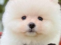 Pomeranian boo yavrular