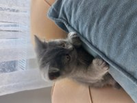 Muhteşem güzellikte teslime hazır gri british shorthair