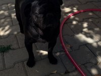 Sıfır boy full eğitimli evde bakılması zorunlu pug