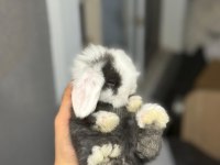 Horlan lop tavşanları