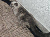 Dişi Sevimli Kedilerimiz