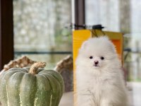 Sakarya Pomeranian Boo