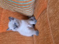 A kalite blue point maviş kediler