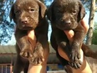 Çikolata, siyah ve şampanya labrador yavrular