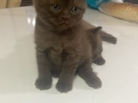 1.5 ay kedimiz kuru mama başladık