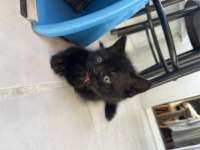 British shorthair yavru kediler