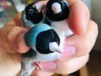 Gökkuşaği ispinozu (Goldian finch)