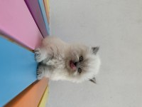 Top Kafa British Longhair Blue Point