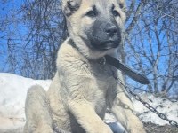KANGAL YAVRUSU KÖPEĞİ