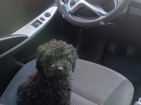 SİYAH TOY POODLE KÖPEĞİ