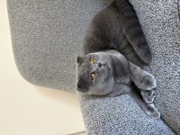 1 Yaşında Erkek Scottish Fold