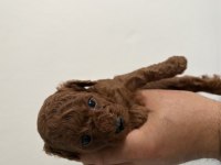 Toy poodle dişi ve erkek yavru kore kan kuyruksuz