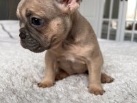 Renkli Gözlü Aşıları Yapılmış French Bulldog Yavrum