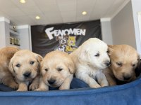 BABY FACE GOLDEN RETRIEWER YAVRULARI SAFKAN BELGELİ