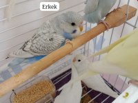 CİNS YAVRU MUHABBET KUŞU ÇİFT VEYA YAVRU