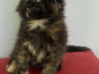 MAİNE COON DİŞİ TORTİE ÜST KALİTELİ