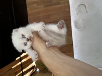 Son 2 bebiş kedimiz
