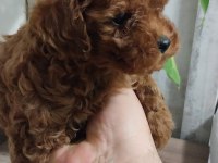 KORE KAN TOY POODLE