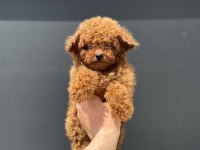 Ankaranın en özel kore toy poodle yavruları