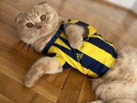 Ücretsiz Sahiplendirme Scottish Fold
