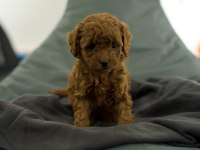 Toy Poodle Bebekleri