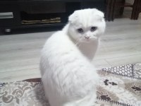 Scottish fold 2 aylık yavru