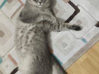 Yetişkin Erkek Ve Dişi British Shorthair Kediler