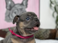 FULL EXOTİC ÜST DÜZEY FRENCH BULLDOG YAVRULARIM
