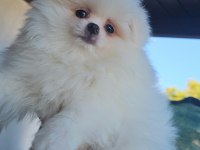 Pomeranian Boo Ayı Surat Erkek