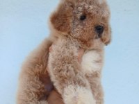 Aşılı Teacup Kore Maltipoo