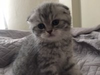 British shorthair yavru kediler
