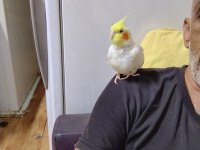 Dişi lutino sultan papağanı