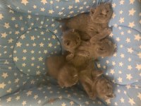 Kontrol şartıyla sahiplendirilecek british shorthair