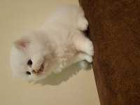 Safkan british longhair yavru