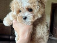 En iyi kore maltipoo yavruları