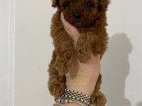 TEACUP TOY POODLE