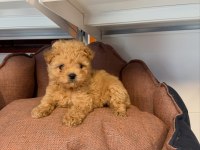 Babyface Maltipoo Yavrularımız