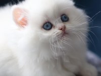British longhair Erkek